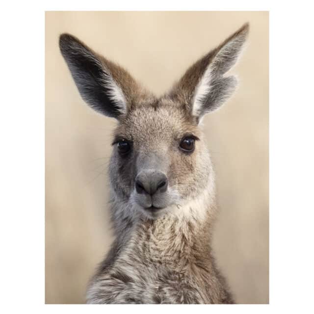 Eastern Grey Kangaroo