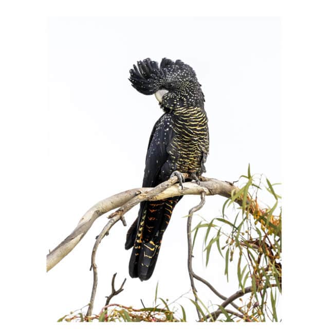 Female Red-Tailed Black Cockatoo