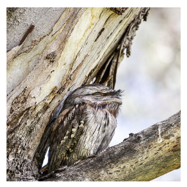 Tawny Frogmouth