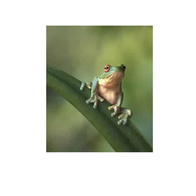 Red-eyed tree frog.