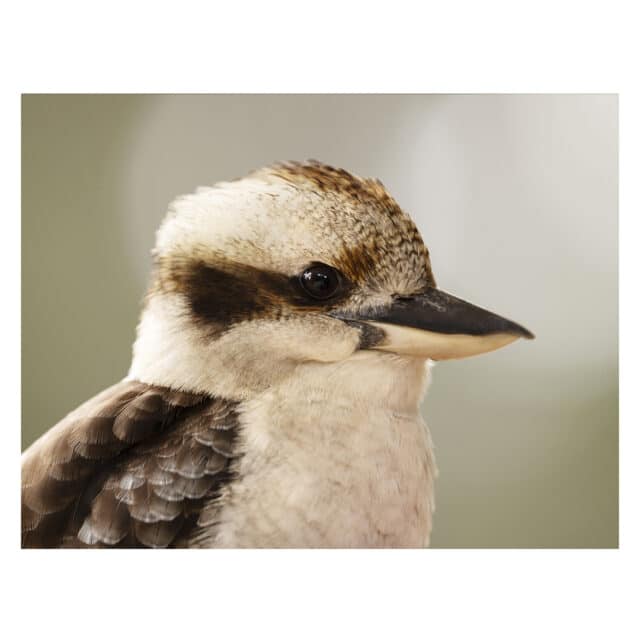 Kookaburra