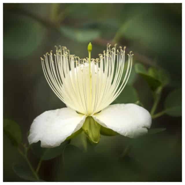 Capparis spinosa-Caper Bush