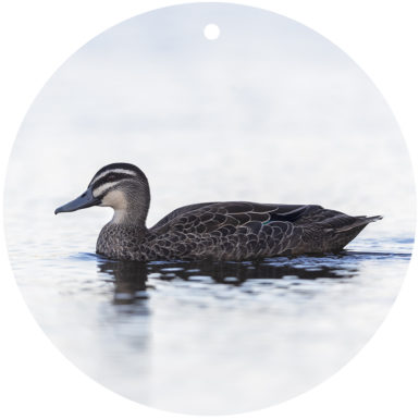 Pacific Black Duck