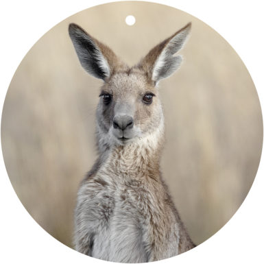 Eastern Grey Kangaroo Eastern Grey Kangaroo