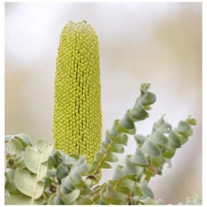 Bull Banksia