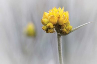 Conostylis Candicans