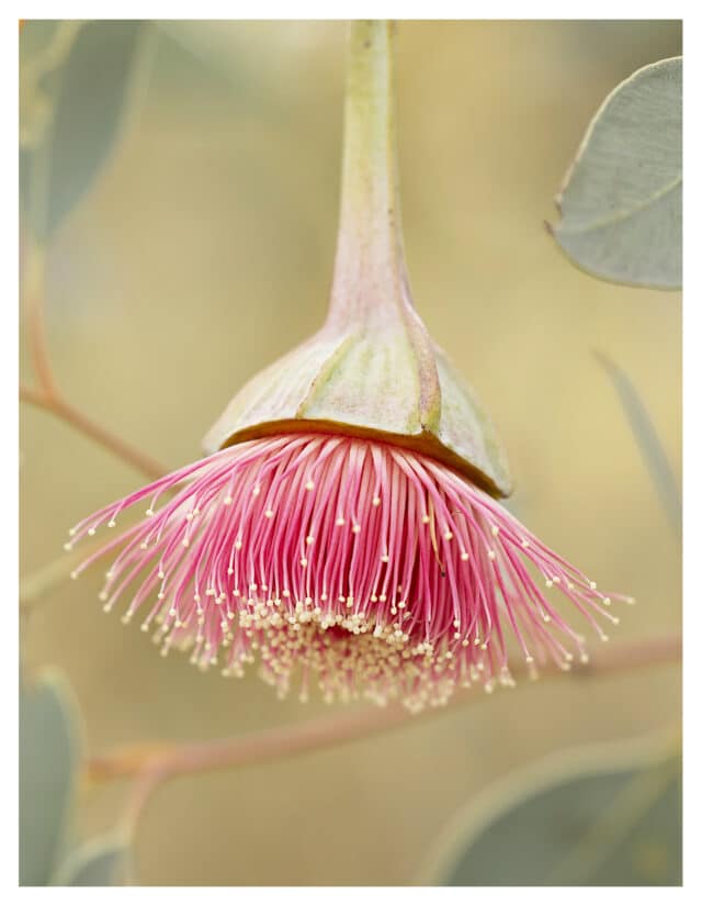 Eucalyptus pyriformis: Pear-fruited Mallee