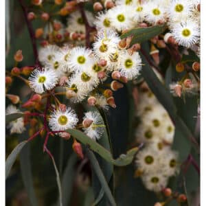 Eucalyptus marginata-Jarrah
