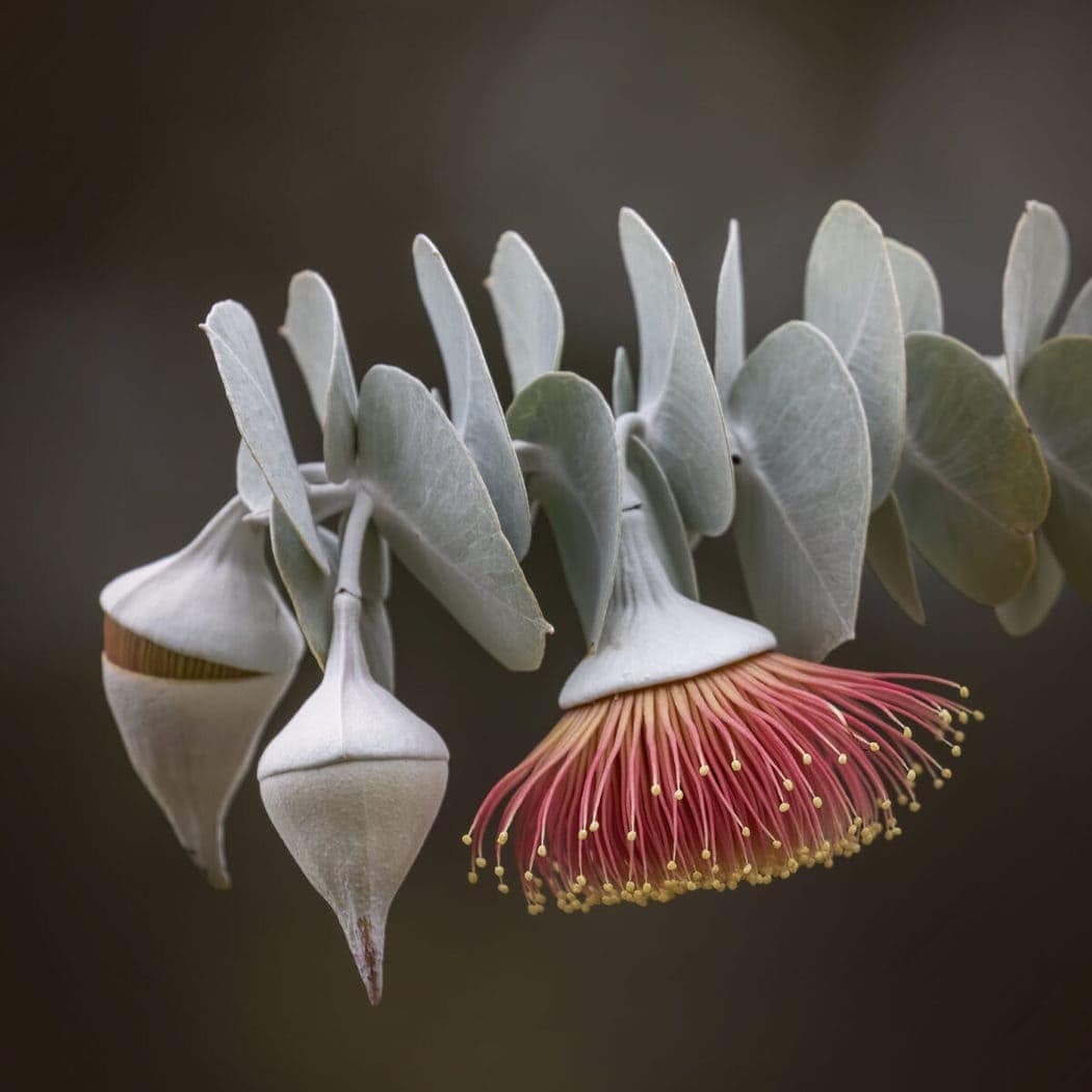 Rose MalleeEucaylptus rhodantha • Off Pen Publishing