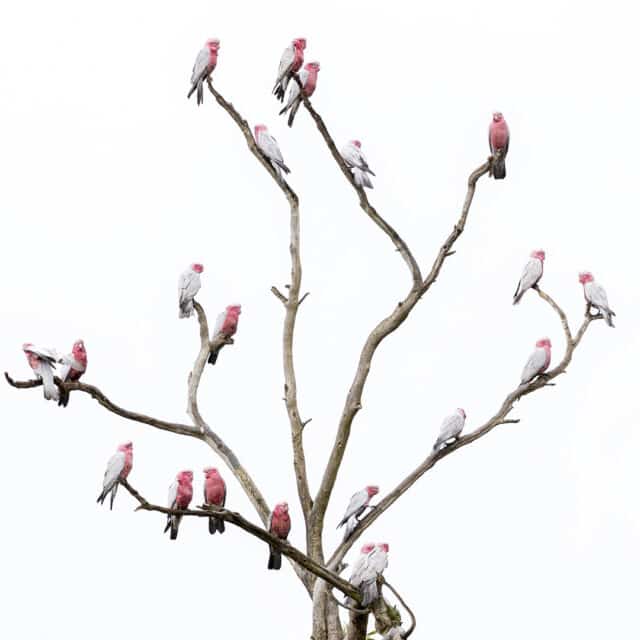 Pink and Grey Galah