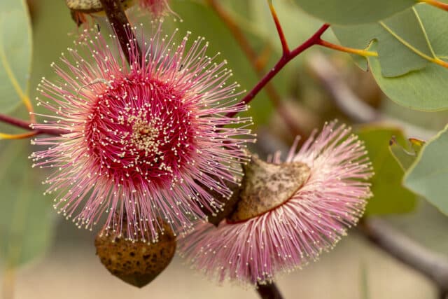 Eucalyptus rameliana