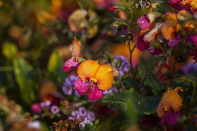 Gompholobium Variable