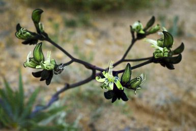 Black and Green Kangaroo Paw - Dark