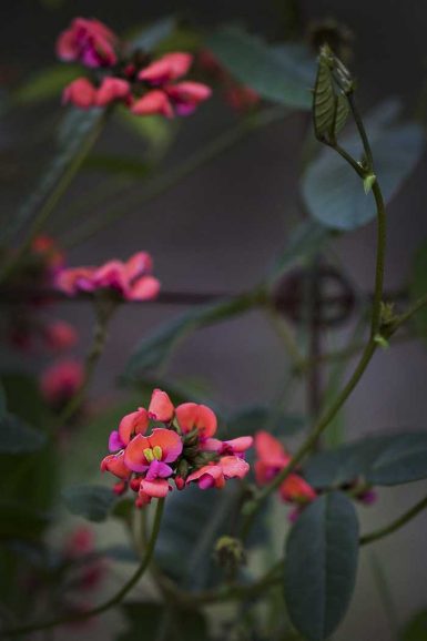 Heart-leaf Flame Pea