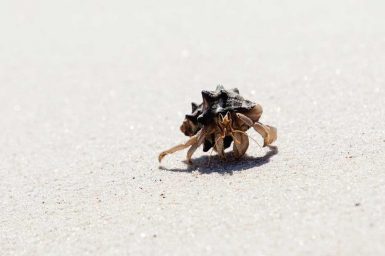 Hermit Crab, Quondong Point