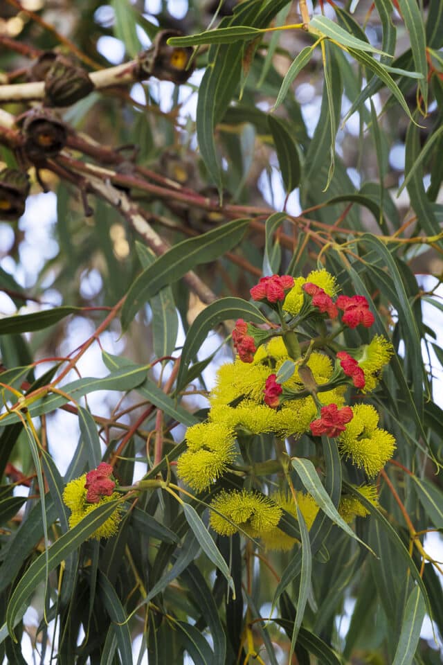 Eucalyptus erythrocorys from bud to fruit.