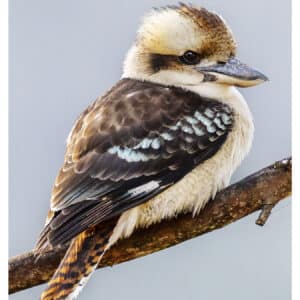 Laughing Kookaburra