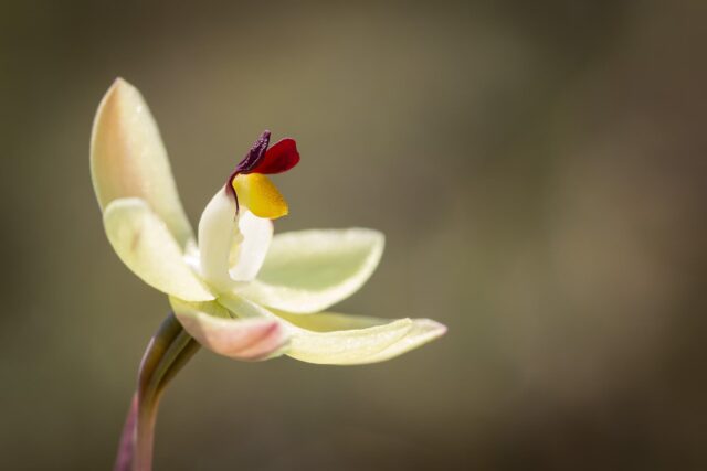 Lemon-scented Sun Orchid 02