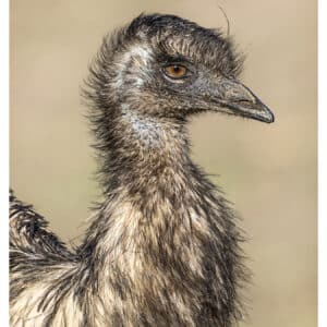 Emu
