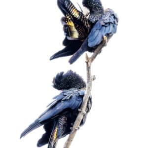 Female Red-tailed black cockatoo duo.