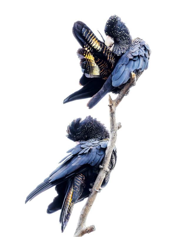 Female Red-tailed black cockatoo duo.