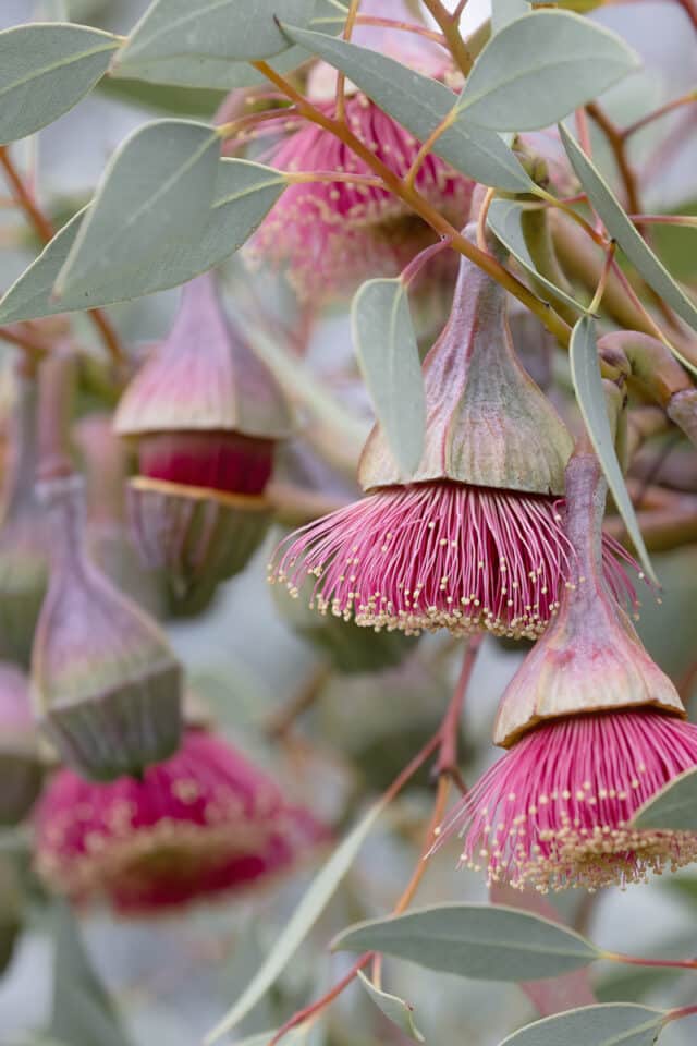 Pear Fruited Mallee-Eucalyptus pyriformis