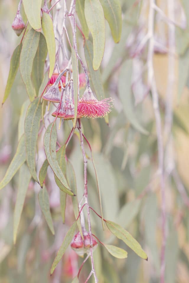 Eucalyptus caesia