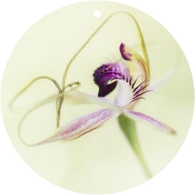 Carousel spider orchid/Caladenia arenicola