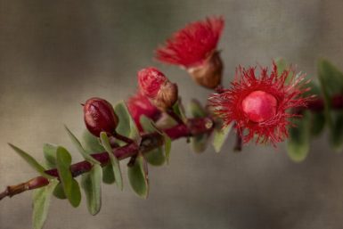 Scarlet Feather Flower
