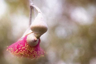 Silver Princess - Eucalyptus Caesia