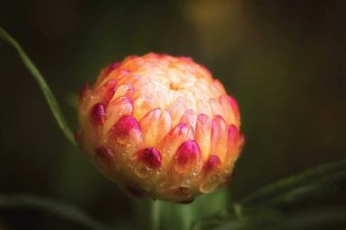 Strawflower