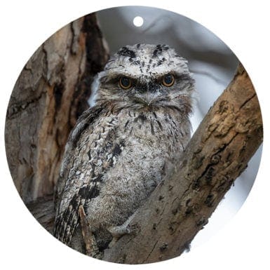 Tawny Frogmouth