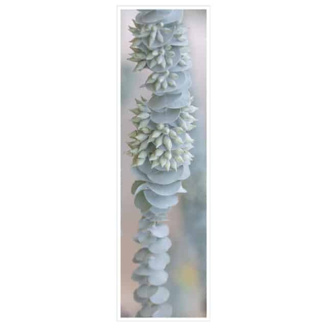 Euclayptus kruseana-Bookmark