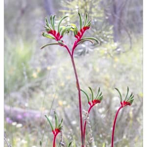 Soft light, wild blooms, stillness.