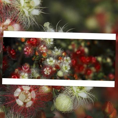 Variegated Feather Flower - Pano