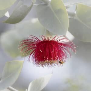To bee or not to bee?